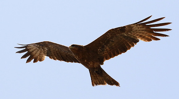 Tawny eagle