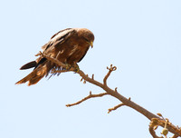 Tawny eagle