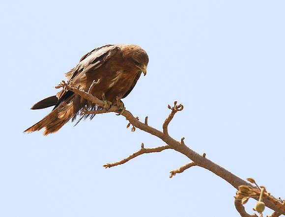 Tawny eagle
