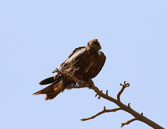 Tawny eagle