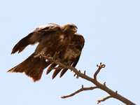 Tawny eagle