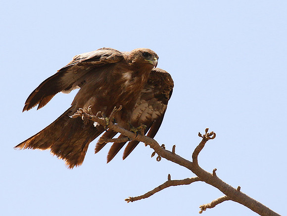 Tawny eagle