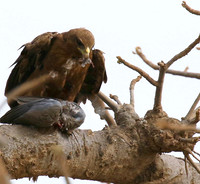 Tawny eagle