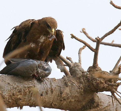 Tawny eagle