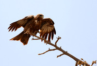 Tawny eagle