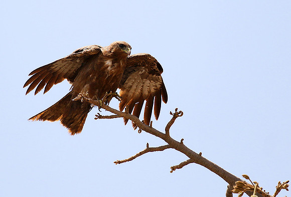 Tawny eagle