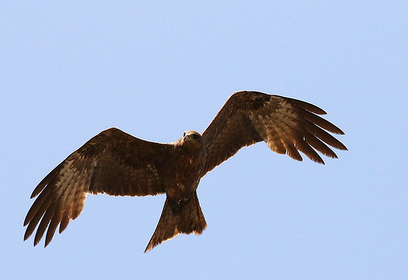 Tawny eagle