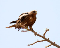 Tawny eagle