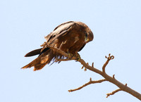 Tawny eagle