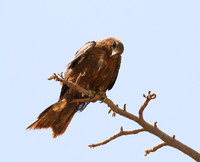 Tawny eagle