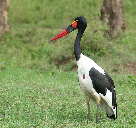 Laikipia