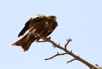 Tawny eagle