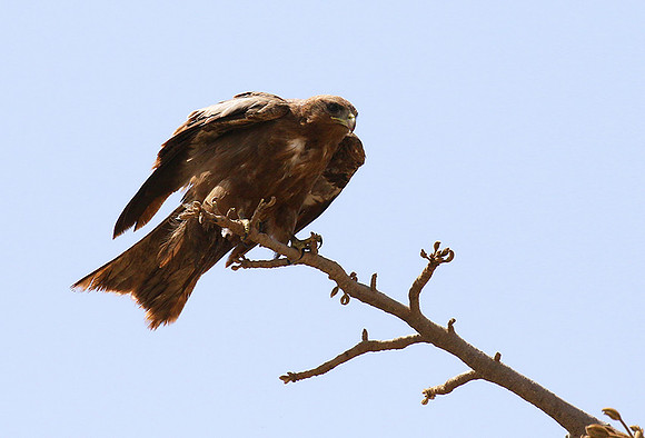 Tawny eagle