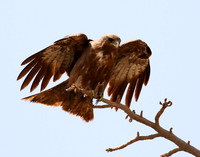 Tawny eagle