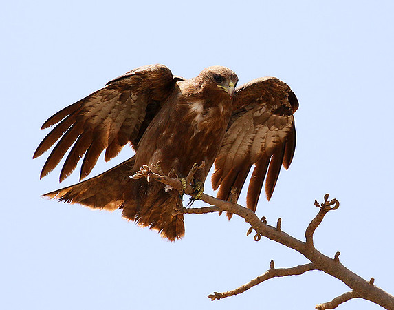 Tawny eagle