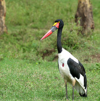 Laikipia