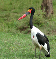 Laikipia