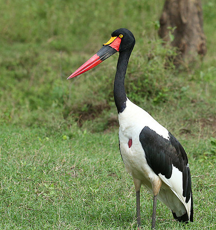 Laikipia