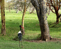 Laikipia