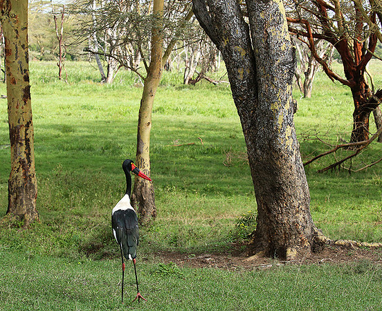 Laikipia