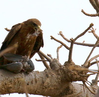 Tawny eagle