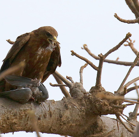 Tawny eagle