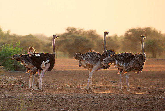 End of afternoon  in South Rift Valley