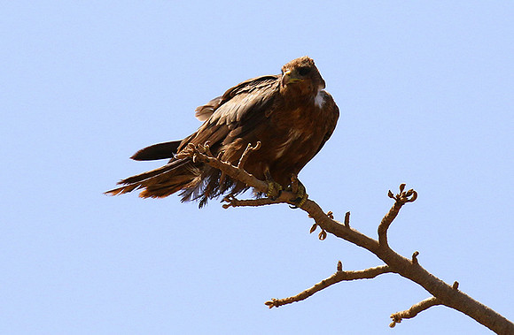 Tawny eagle