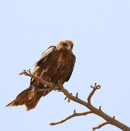 Tawny eagle