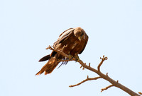 Tawny eagle
