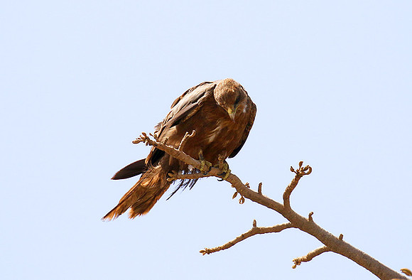 Tawny eagle