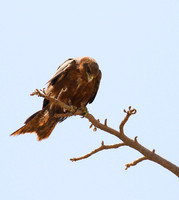 Tawny eagle