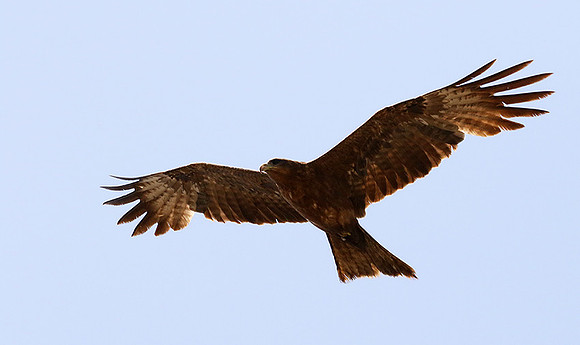 Tawny eagle
