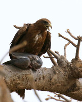 Tawny eagle