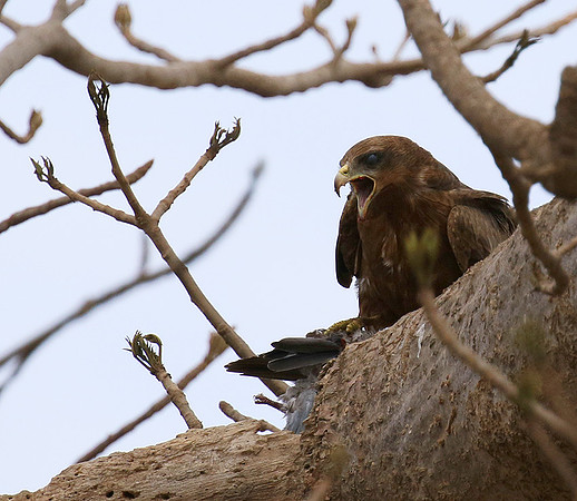 Tawny eagle