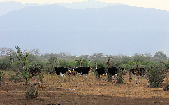 End of afternoon  in South Rift Valley