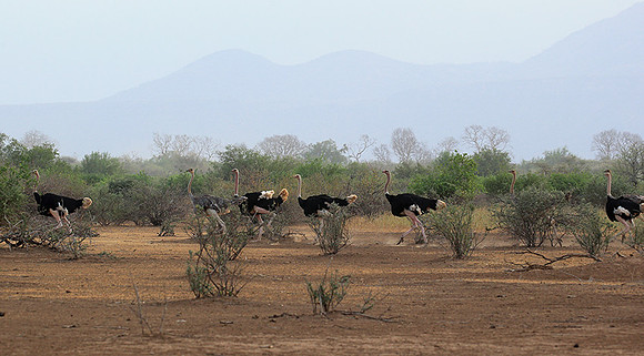 End of afternoon  in South Rift Valley