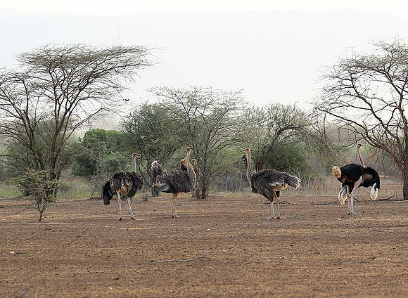 End of afternoon  in South Rift Valley