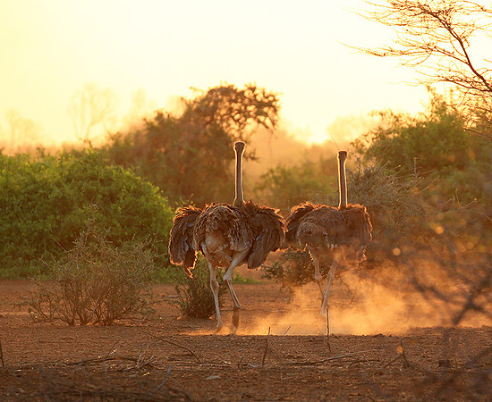 End of afternoon  in South Rift Valley