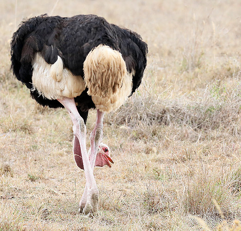 Nairobi National Park