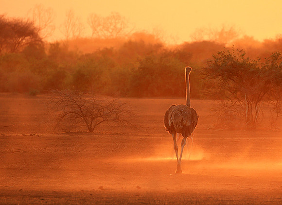 End of afternoon  in South Rift Valley