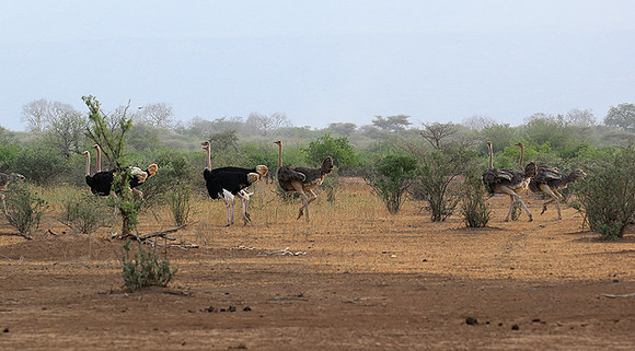 End of afternoon  in South Rift Valley