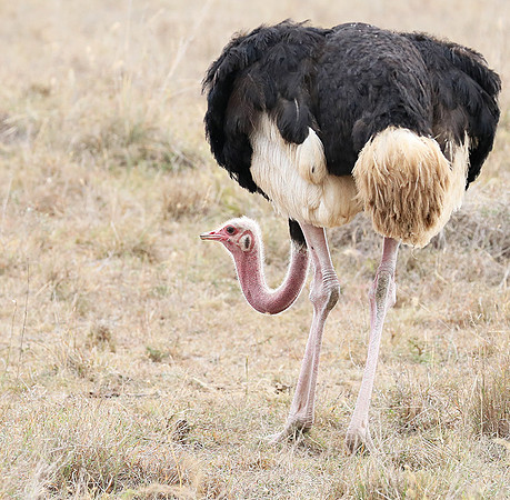 Nairobi National Park
