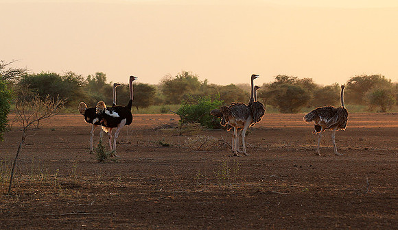 End of afternoon  in South Rift Valley