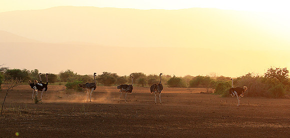 End of afternoon  in South Rift Valley