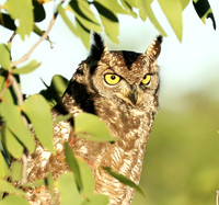 Spotted eagle owl - Ongava