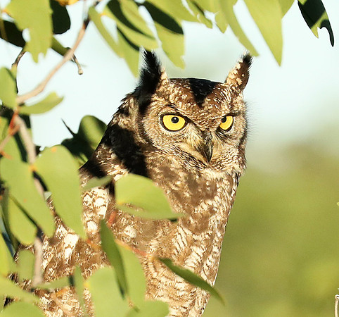 Spotted eagle owl - Ongava