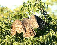 Spotted eagle owl - Ongava