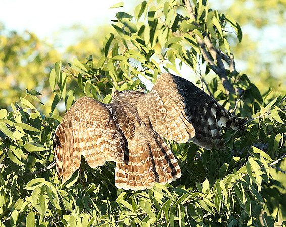Spotted eagle owl - Ongava