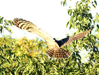 Spotted eagle owl - Ongava